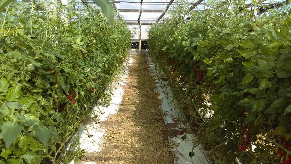 agreennovative pomodoro datterino in serra