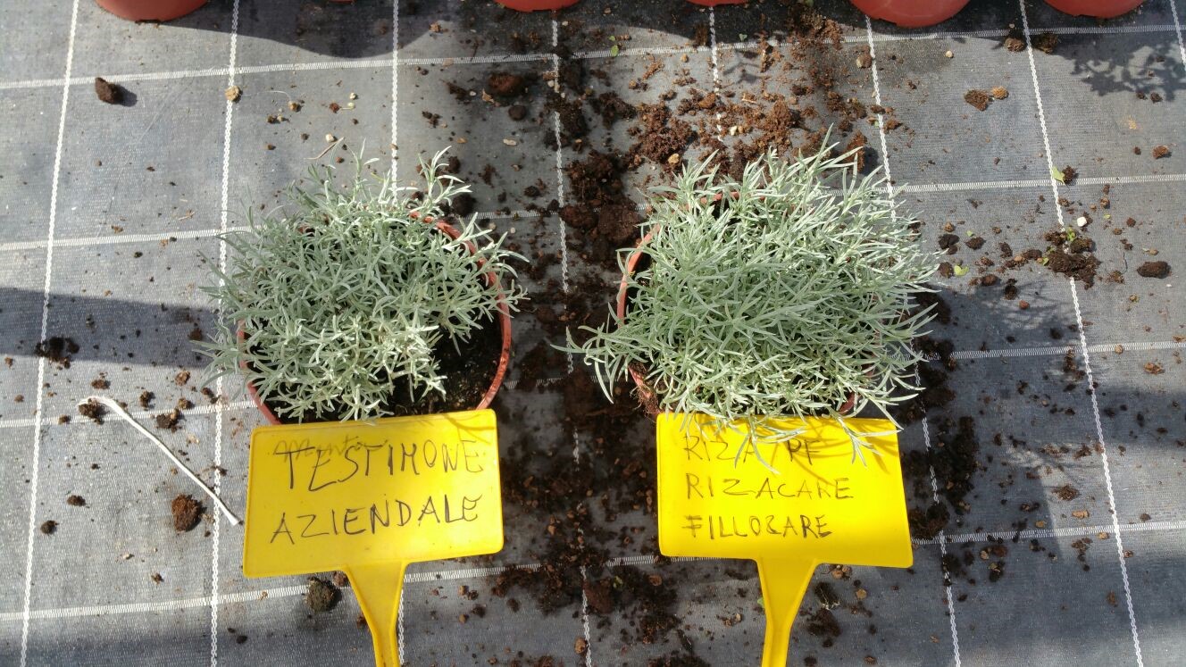 agreennovative confronto apparato fogliare