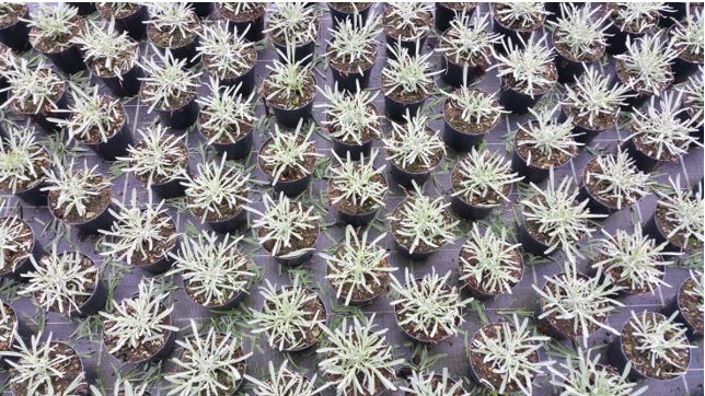 agreennovative coltura protetta di lavanda