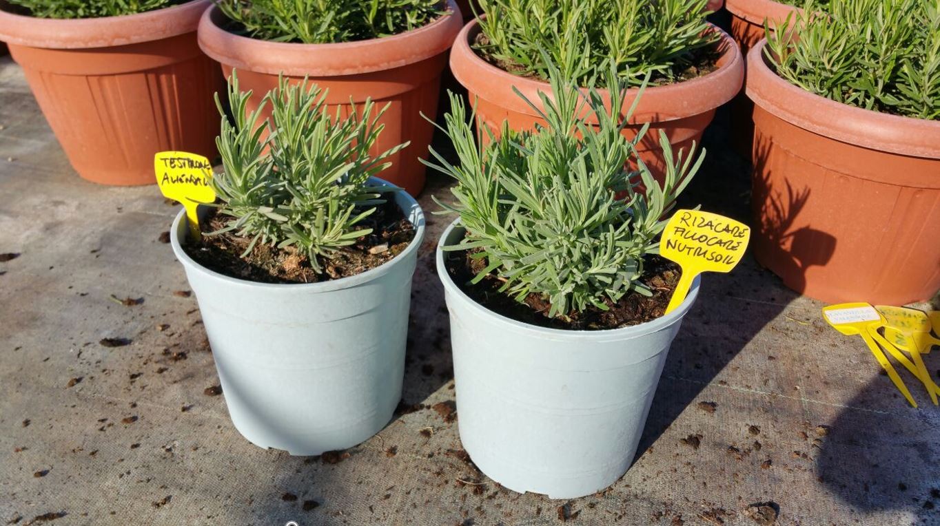 agreennovative lavanda contronto apparato fogliare