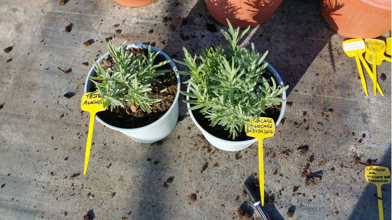 agreennovative lavanda confronto apparato fogliare