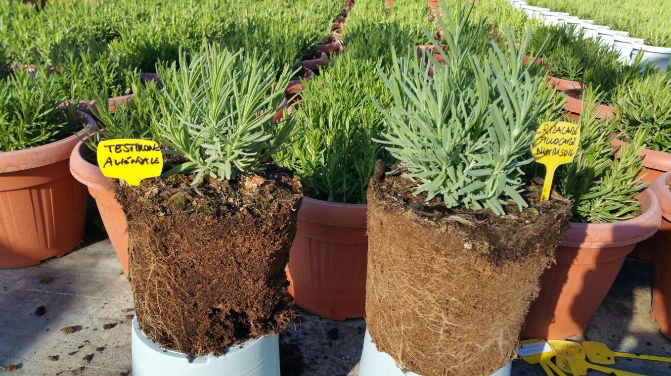 agreennovative lavanda particolare ramificazione apparato radicale