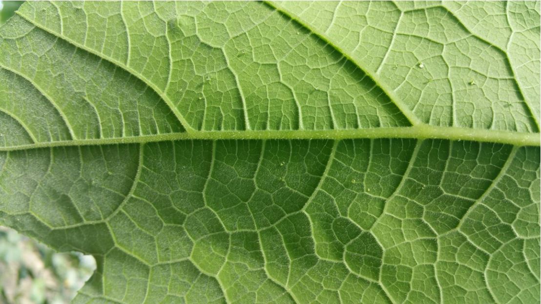 agreennovative rucchina trombetta senza afidi