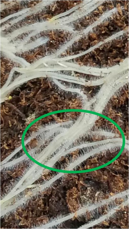agreennovative radici di piante aromatiche dopo trattamento