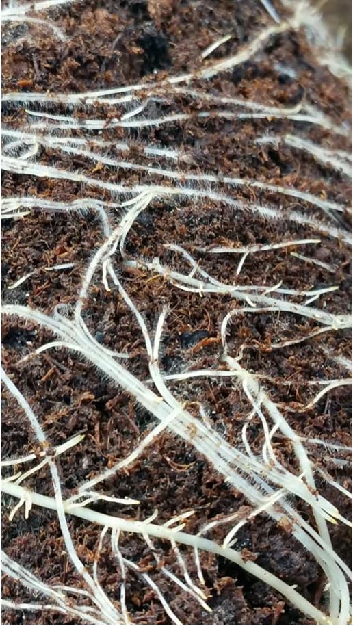 agreennovative radici di piante aromatiche senza trattamento