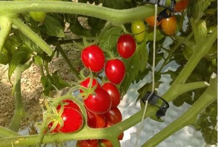 Pomodoro datterino in coltura protetta