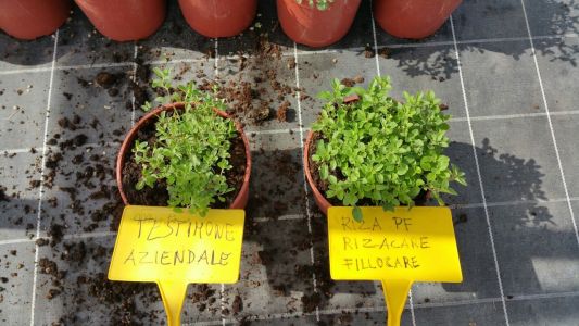 Piante aromatiche in vaso: origano, rosmarino, elicriso
